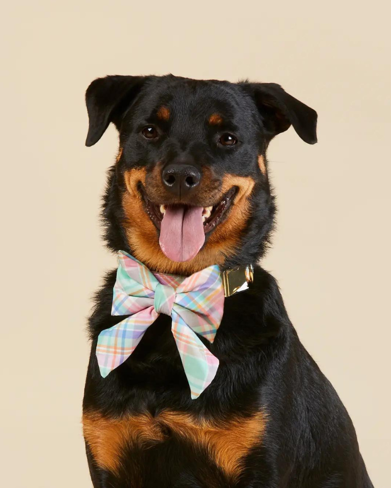Blooming Plaid Lady Dog Bow (FINAL SALE) Accessories THE FOGGY DOG   