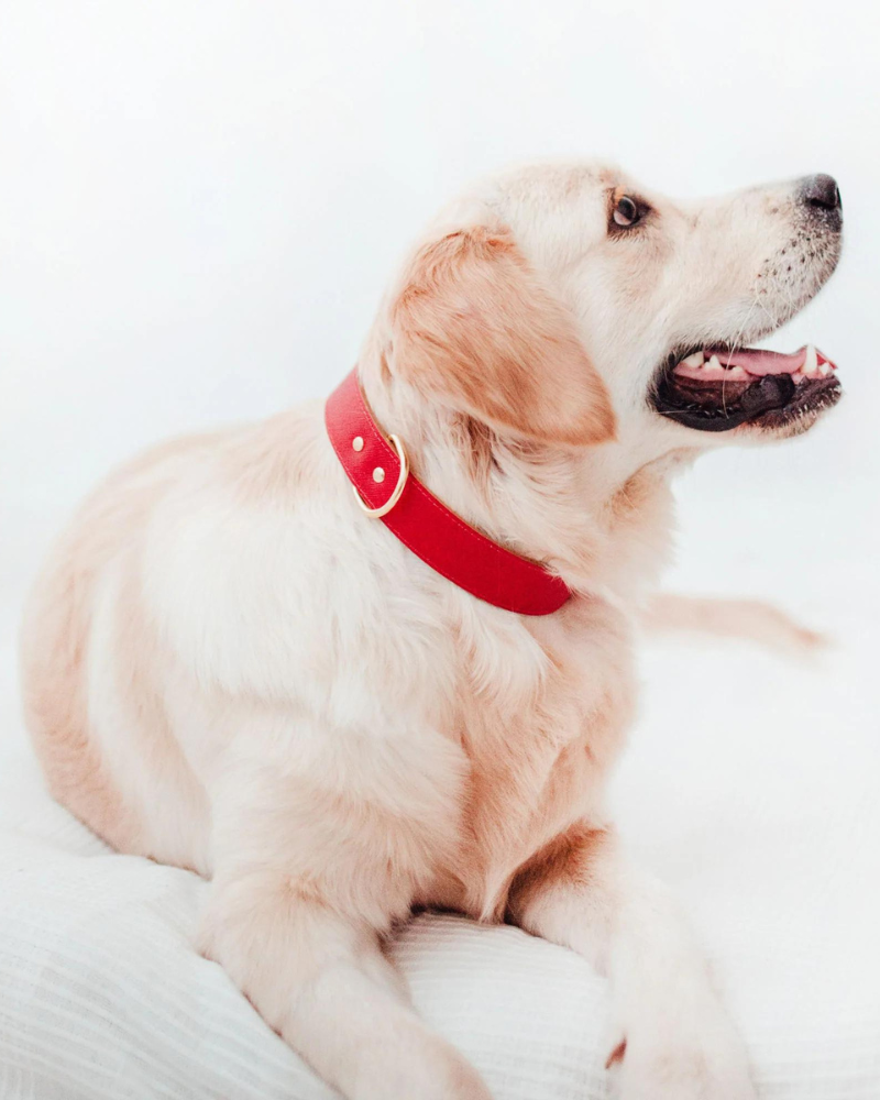 Moni Dog Collar in Red Leather (Made in Italy) (FINAL SALE) Dog Collars BRANNI   