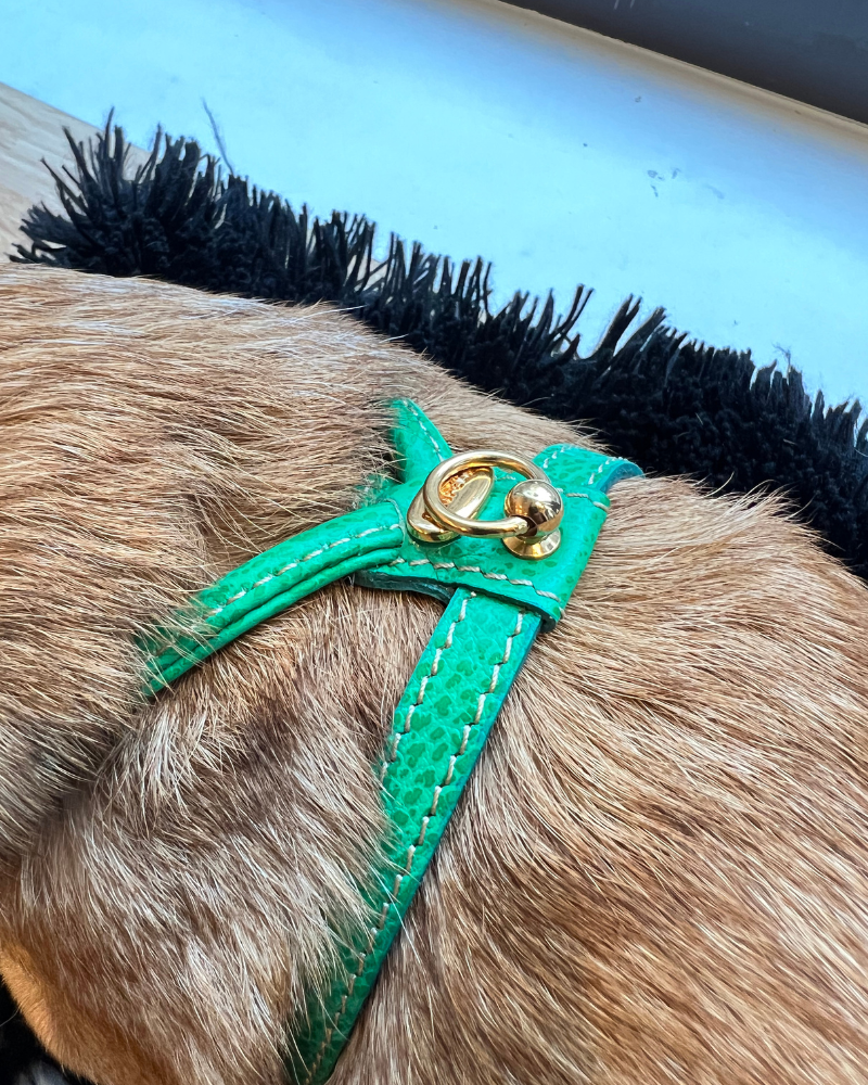 Italian Leather Dog Harness in Green WALK LA CINOPELCA   