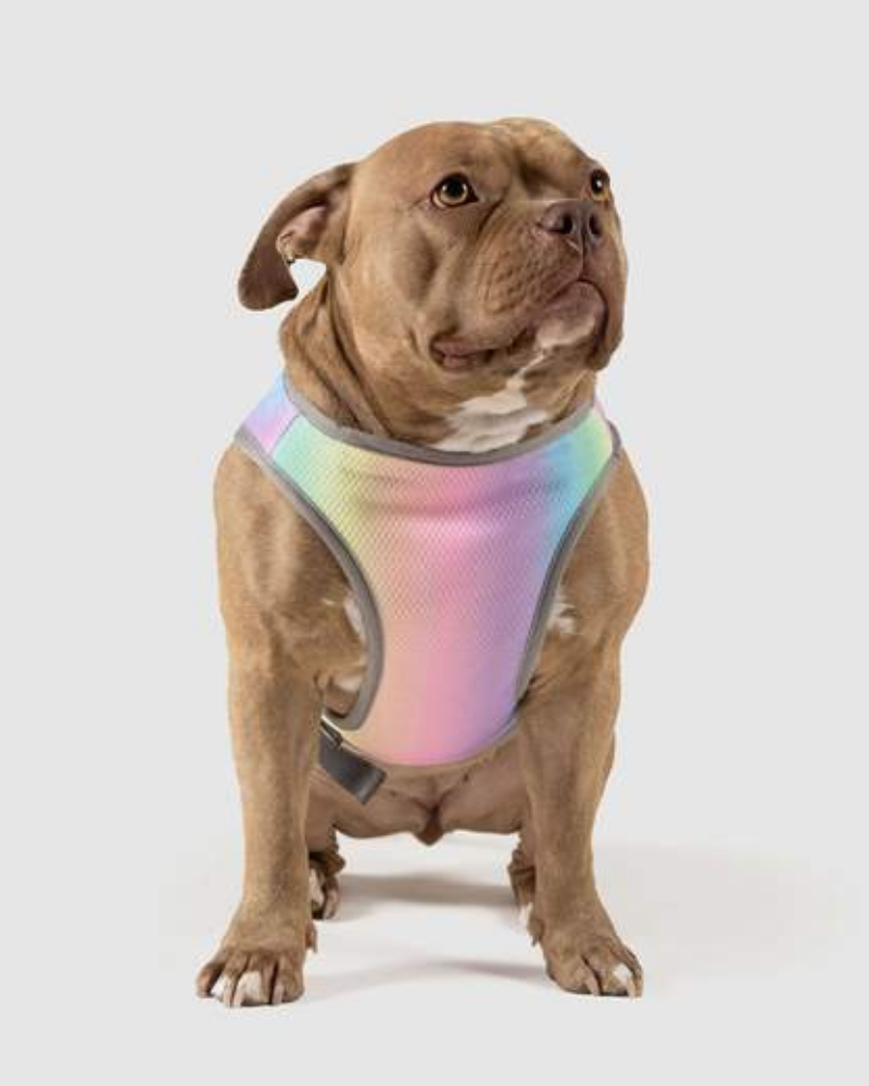 Chill Seeker Cooling Dog Vest in Rainbow << CLEARANCE >> Wear CANADA POOCH   