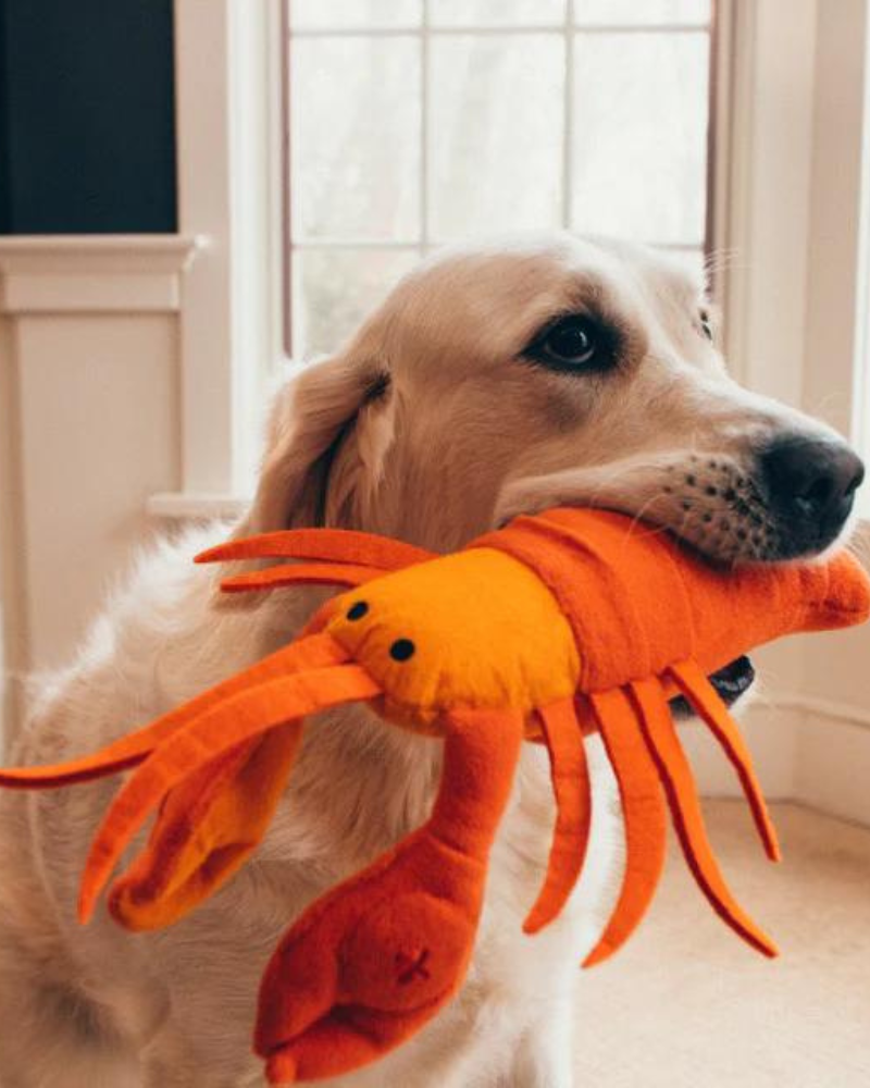 Lobster Interactive & Snuffle Dog Toy Dog Toys INJOYA   