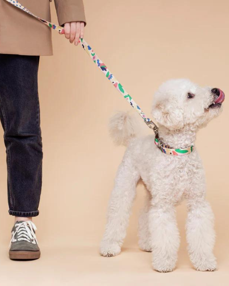 Gaston Vegan Dog Collar (FINAL SALE) WALK FUR SIE   