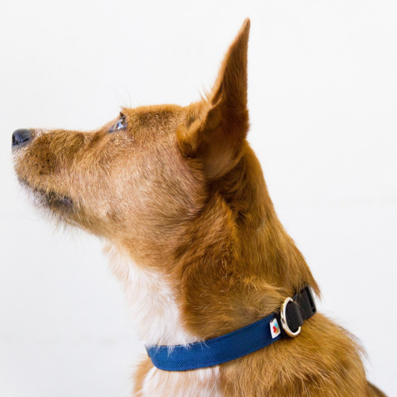 Funston Dog Collar in Navy (Made in the USA) (FINAL SALE) WALK WILDEBEEST   