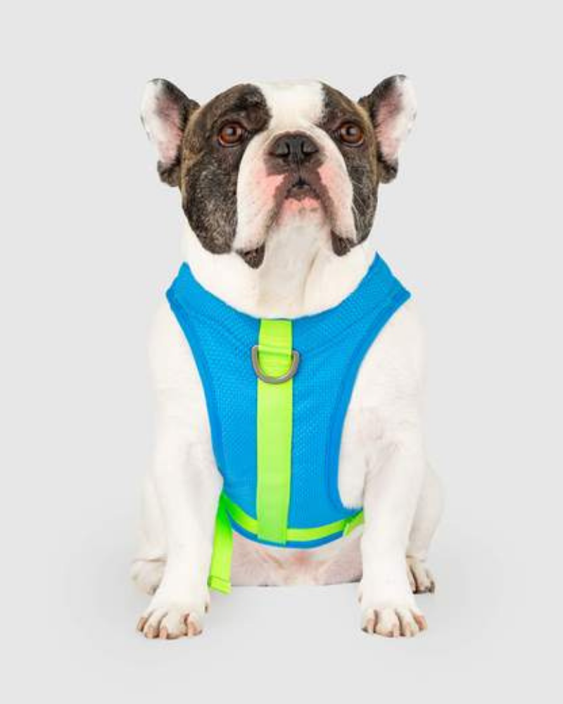 Chill Seeker Cooling Dog Harness in Blue and Green << CLEARANCE >> WALK CANADA POOCH   