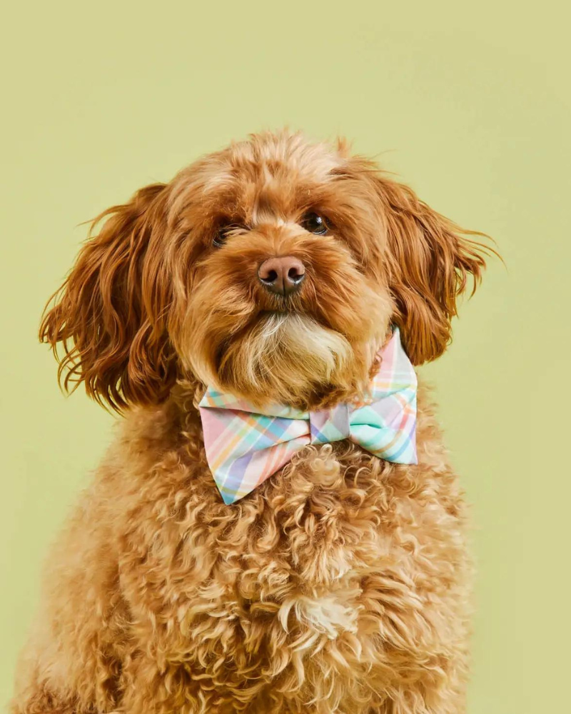 Blooming Plaid Dog Bow Tie (FINAL SALE) Accessories THE FOGGY DOG   