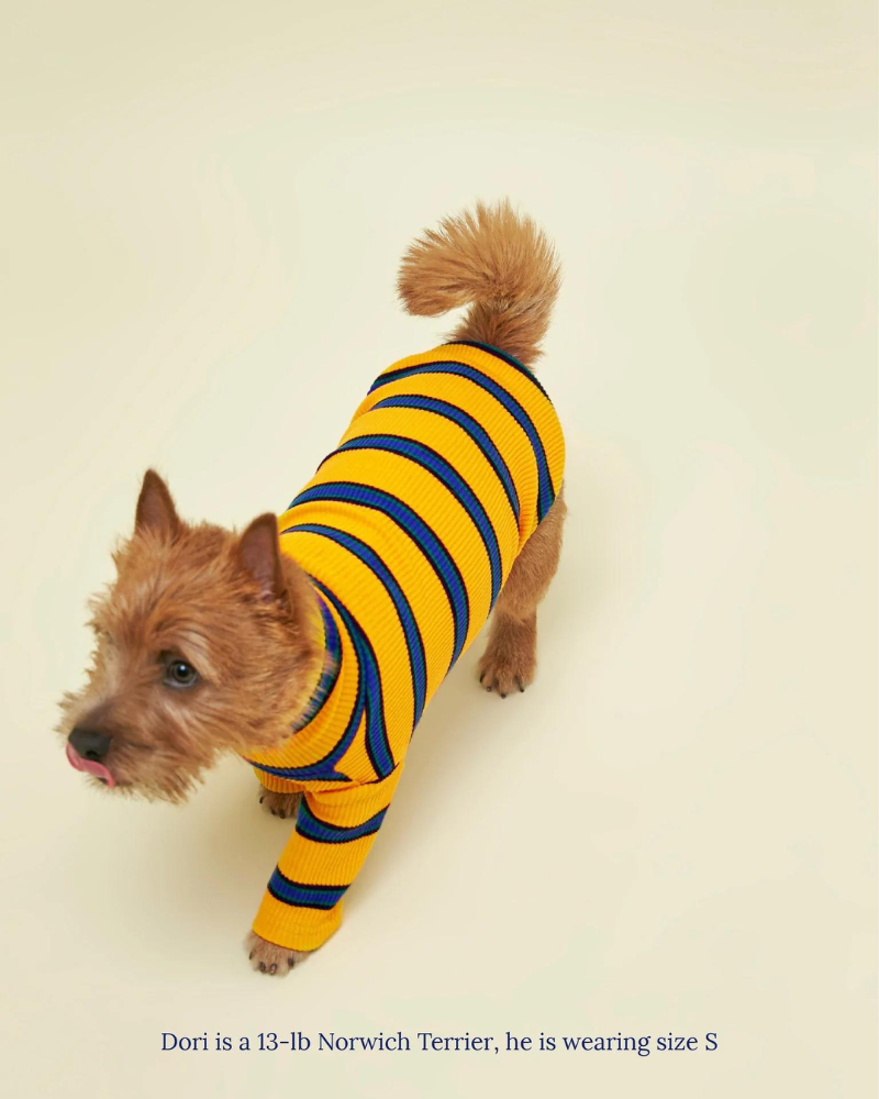 Back To School Ribbed Dog Pullover Wear LITTLE BEAST   