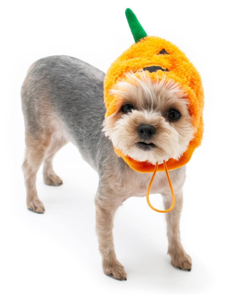 Jack-O'Hat Howloween Dog Hat Dog Apparel DOGO   