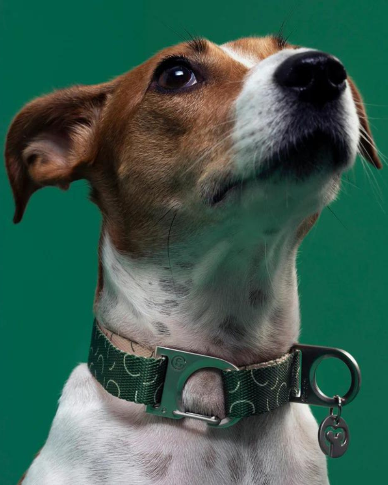Sabine Vegan Dog Collar (FINAL SALE) WALK FUR SIE   