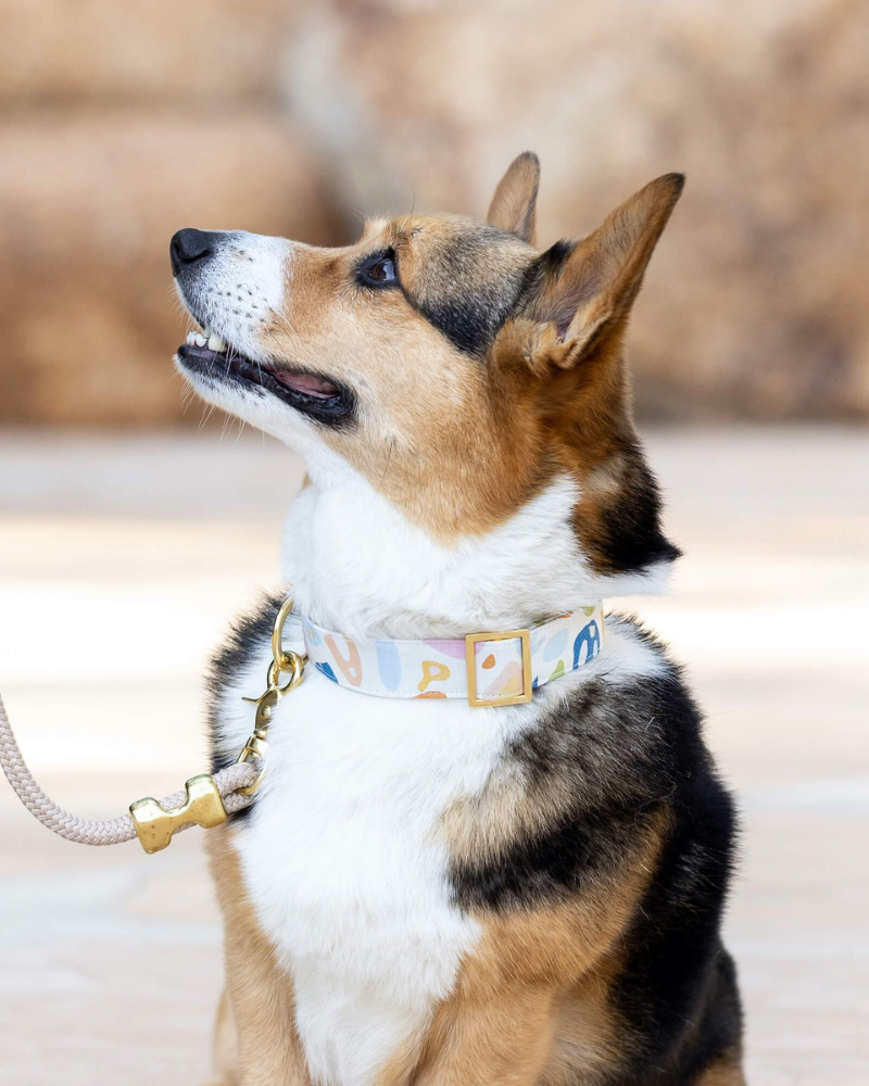 Alja Horvat Terrazzo Dog Collar (Made in the USA) WALK THE FOGGY DOG   