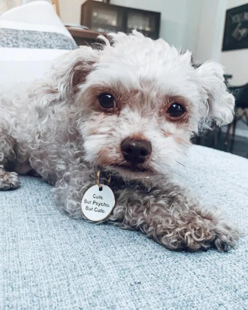 Cute But Psycho ID Tag (Custom/Drop-Ship) Accessories TRILL PAWS   