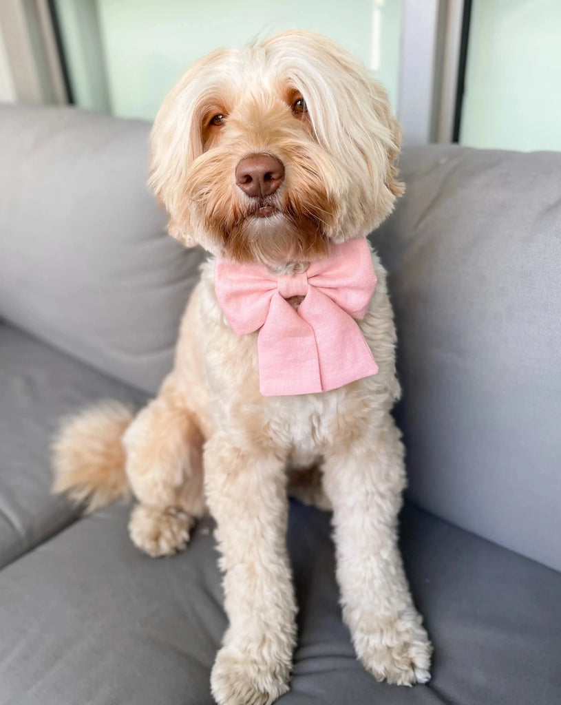 Dog sailor best sale bow