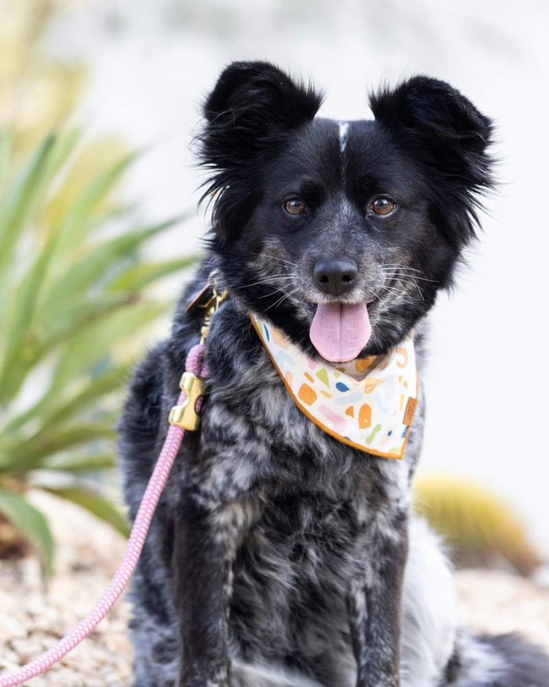 Alja Horvat Terrazzo Dog Bandana (Made in the USA) Wear THE FOGGY DOG   