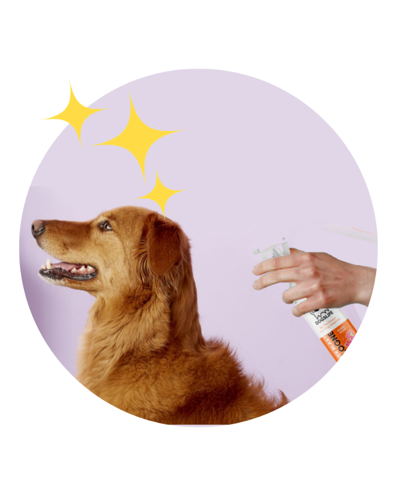Dog Using Cologne DOGSLIFE | Dog Cologne in Baby Powder Scent | DOG & CO.