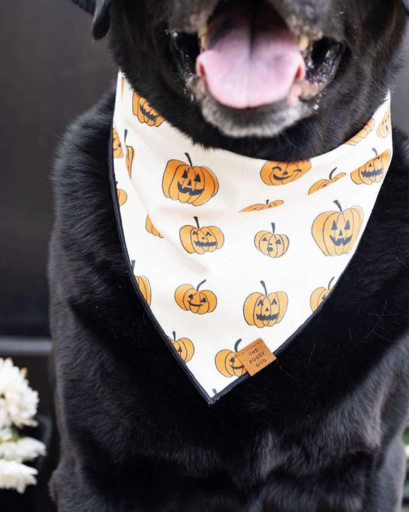 Pumpkin Patch Reversible Dog Bandana (Made in the USA) Wear THE FOGGY DOG   