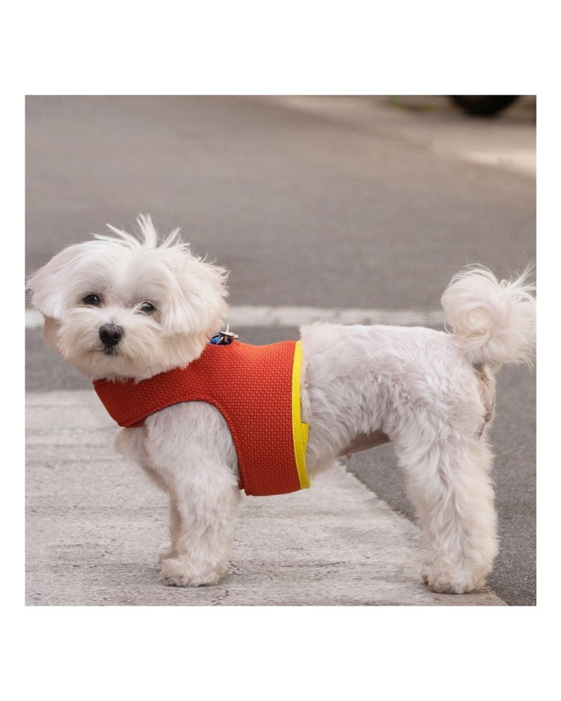 Yuki Mesh Dog Harness in Orange (Made in Spain) (FINAL SALE) WALK GROC GROC   