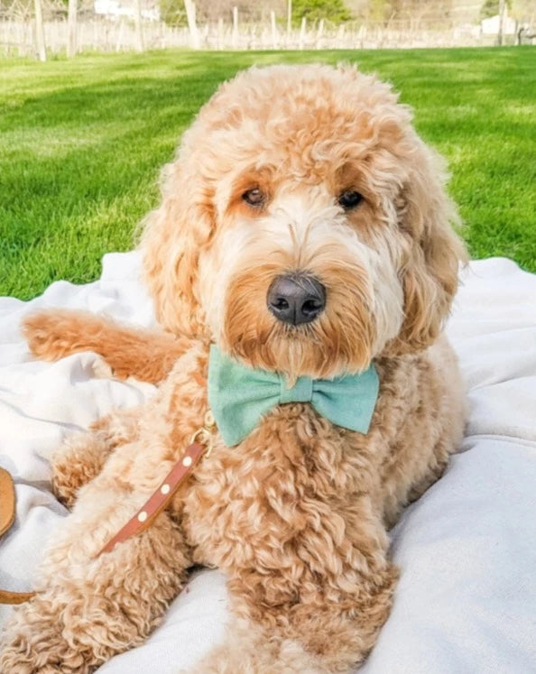 Matcha Sage Linen Dog Bow Tie<br>(Made in the USA) Wear SUNNY TAILS   