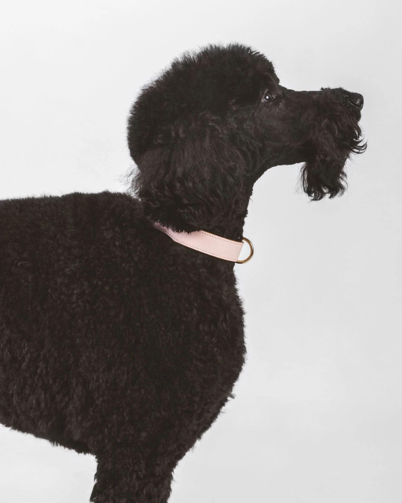 Moni Dog Collar in Blush Pink Leather (Made in Italy) WALK BRANNI   