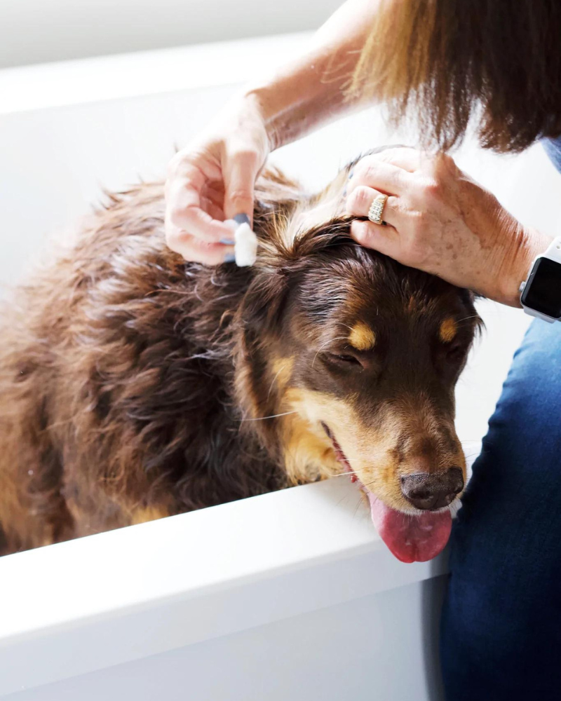 Alcohol-Free Ear Wash in Juniper Berry & Pine clean PURE + GOOD   