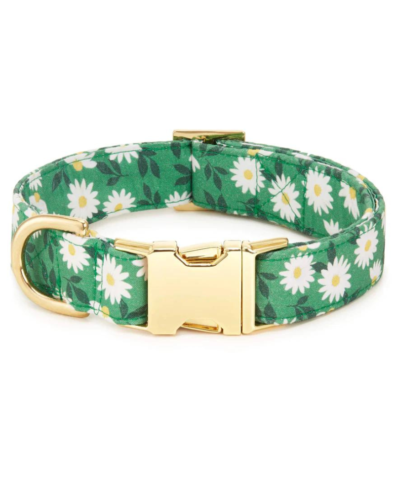 Coming Up Daisies Dog Collar<br>(Made in the USA) WALK THE FOGGY DOG   