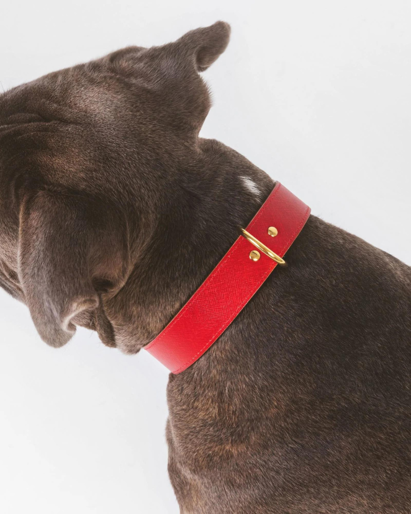 Moni Dog Collar in Red Leather (Made in Italy) (FINAL SALE) Dog Collars BRANNI X-Small  