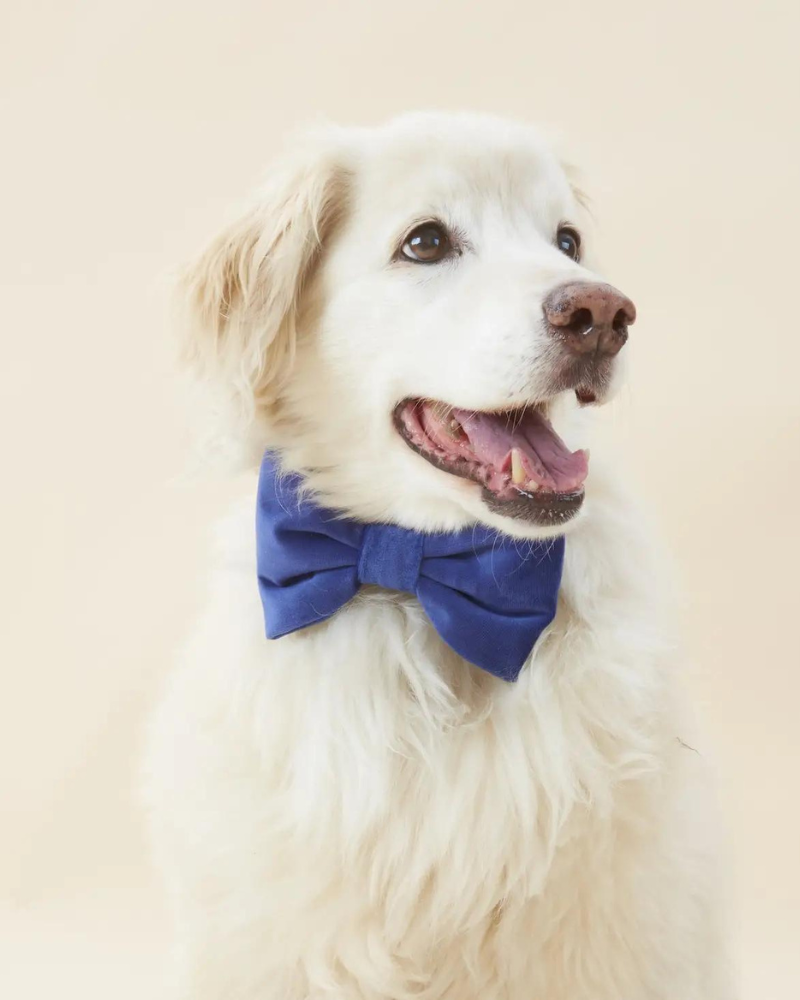 Navy Velvet Dog Bow-Tie (Made in the USA) (FINAL SALE) Wear THE FOGGY DOG   