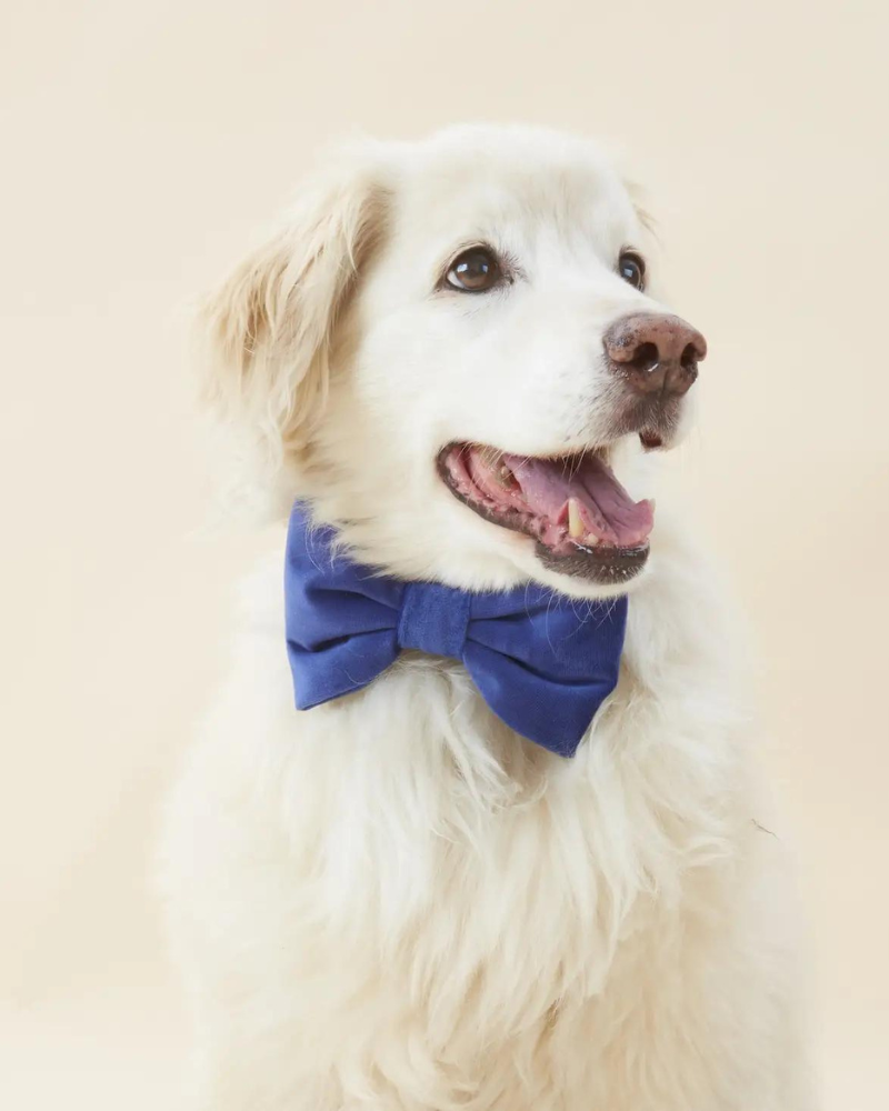 Navy Velvet Dog Bow-Tie (Made in the USA) Wear THE FOGGY DOG   