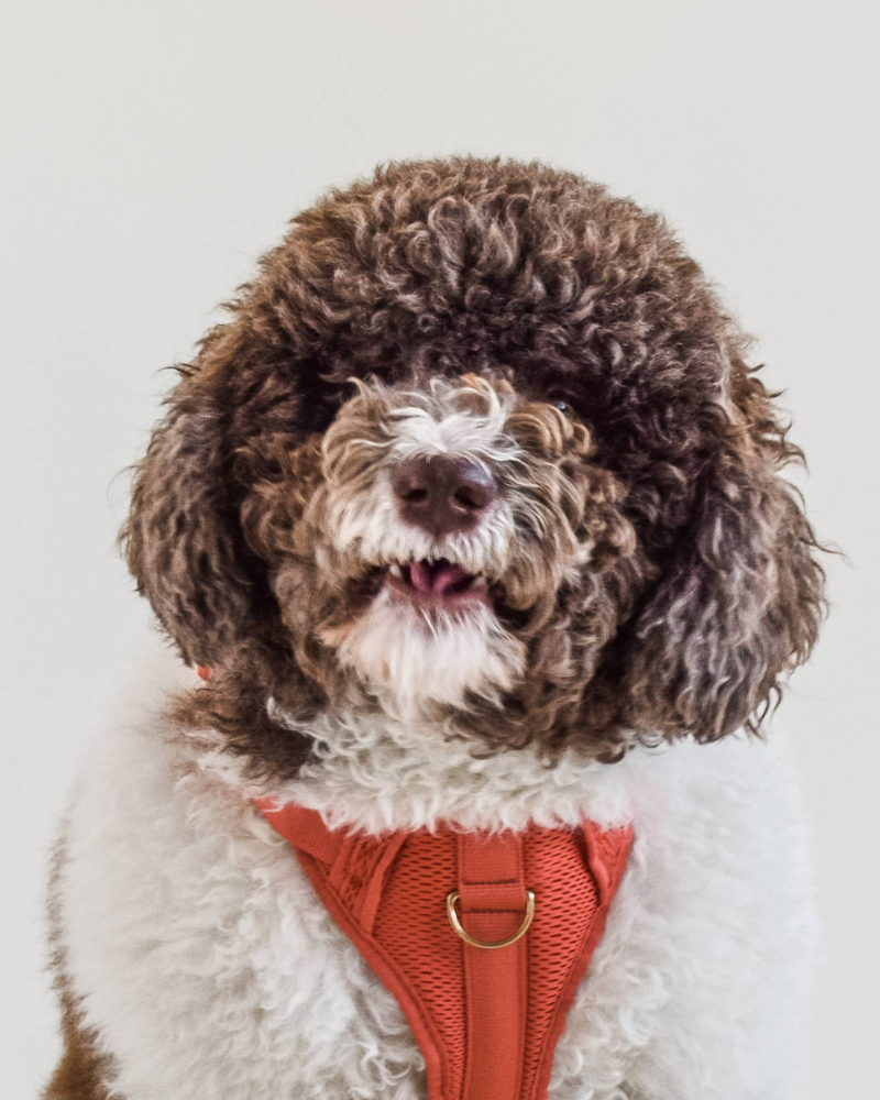 Huggie Dog Harness in Spice<br>(FINAL SALE) WALK AWOO   