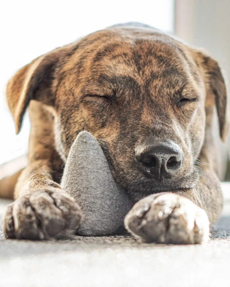 Pyramid Squeaky Dog Toy (FINAL SALE) Play THE FURRYFOLKS   