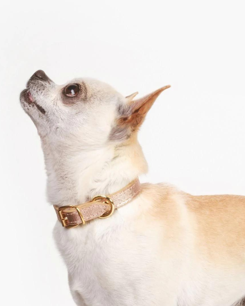Small Dog Collar in Rose Gold Leather (Made in Italy) (FINAL SALE) Dog Collars BRANNI   