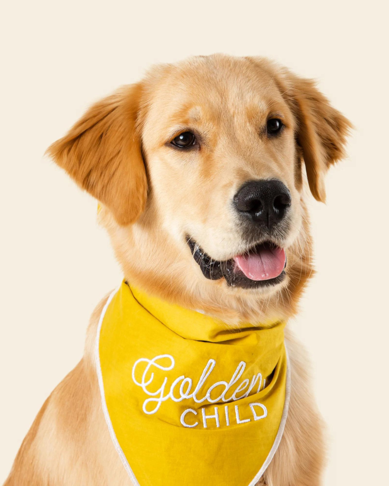 Golden Child Dog Bandana Wear JUNO   