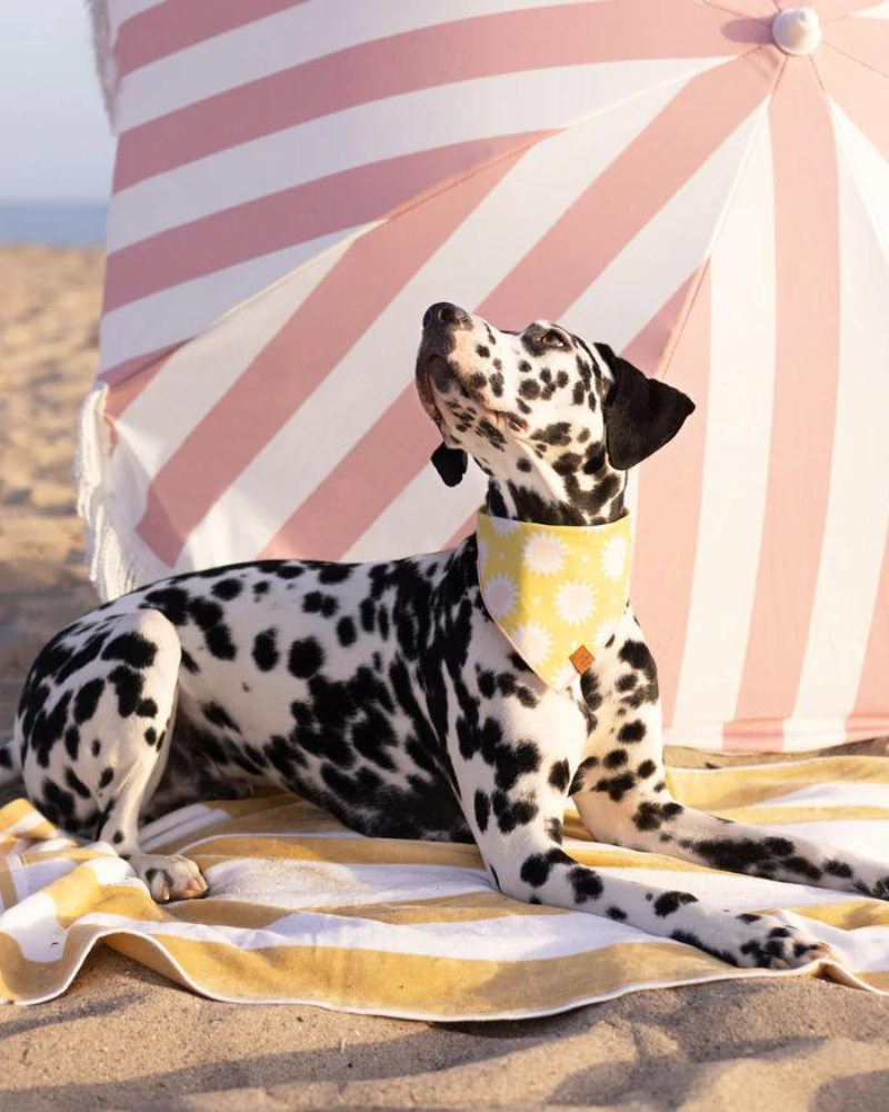Fun in the Sun Dog Bandana (Made in the USA) (FINAL SALE) Wear THE FOGGY DOG   