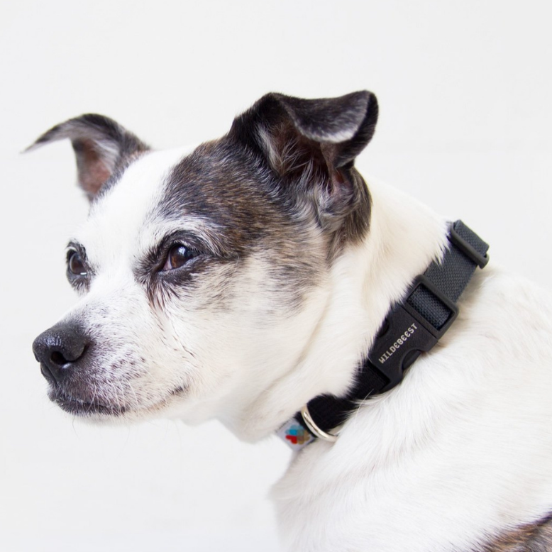 Funston Dog Collar in Black (FINAL SALE) WALK WILDEBEEST   