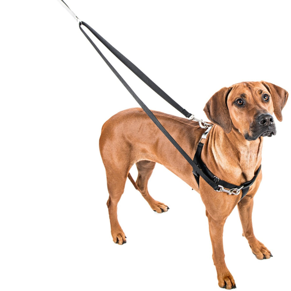 Freedom No-Pull Harness in Sugar (Made in the USA) (CLEARANCE) WALK 2 Hounds Design   