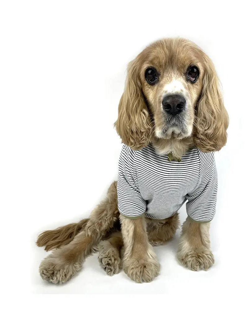 Rib Dog T-Shirt in White & Sage Stripe (CLEARANCE) Wear MILLTOWN BRAND   