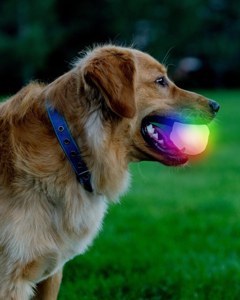 GlowStreak® Disco LED Dog Ball Toy Play NITE IZE   