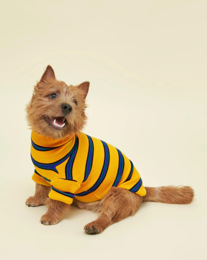 Back To School Ribbed Dog Pullover Wear LITTLE BEAST   