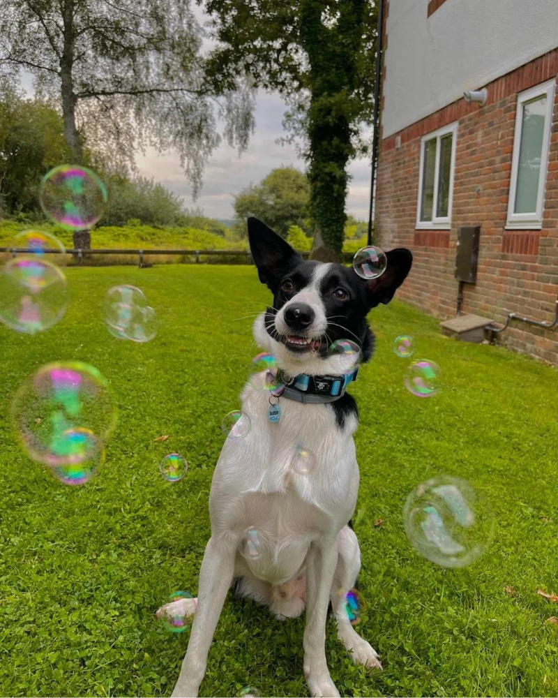 Peanut Butter Flavored Dog Bubbles (Vegan Friendly & Gluten Free) Eat MEATY BUBBLES   