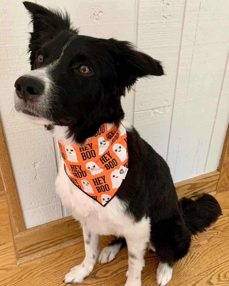 Hey Boo Halloween Dog Bandana<br>(Made in the USA) Wear THE SOCIAL DAWG   