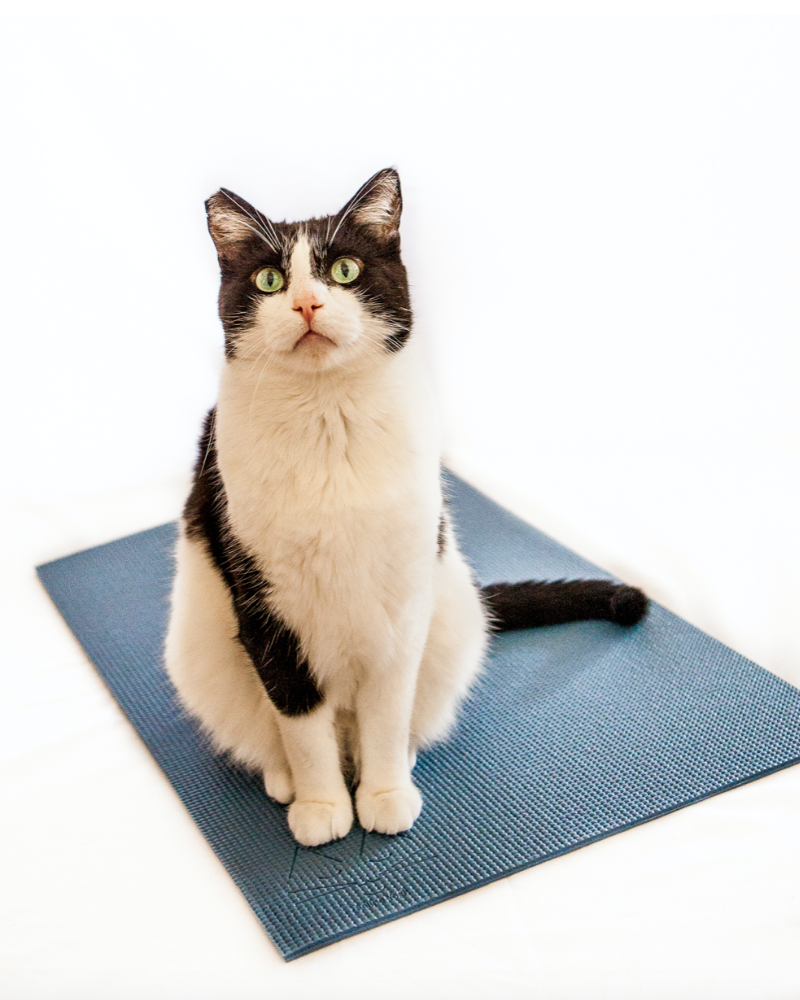 Feline Yogi Cat Mat (Made in the USA) << CLEARANCE >> CAT FELINE YOGI   