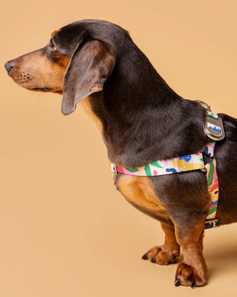 Gaston Step-In Dog Harness (CLEARANCE) WALK FUR SIE   