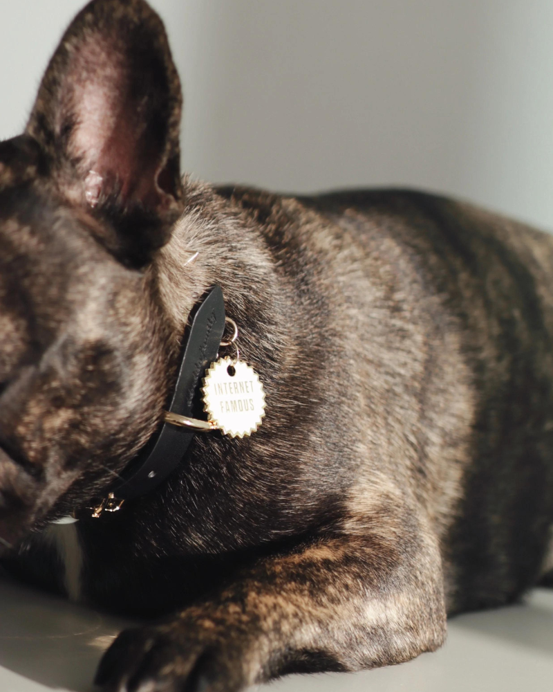 Internet Famous Dog Tag (Custom/Drop-Ship) DROP-SHIP TRILL PAWS   