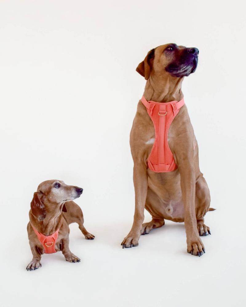 Huggie Dog Harness in Spice<br>(FINAL SALE) WALK AWOO   