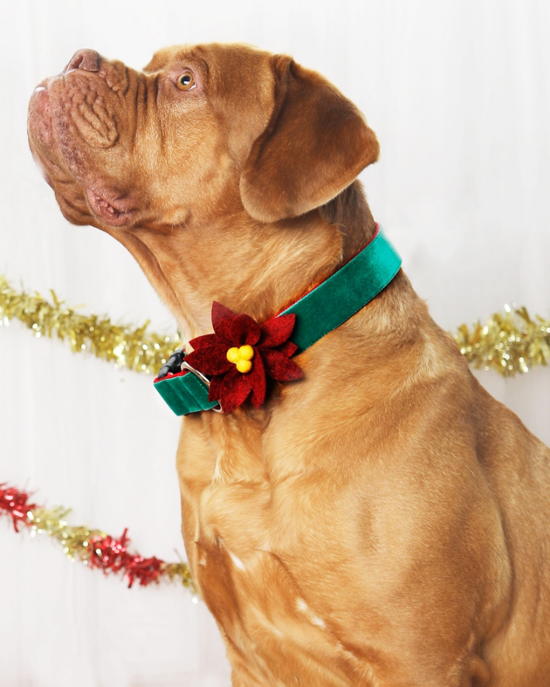 Poinsettia Holiday Dog Collar Flower (Made in the USA) Wear MIMI GREEN   