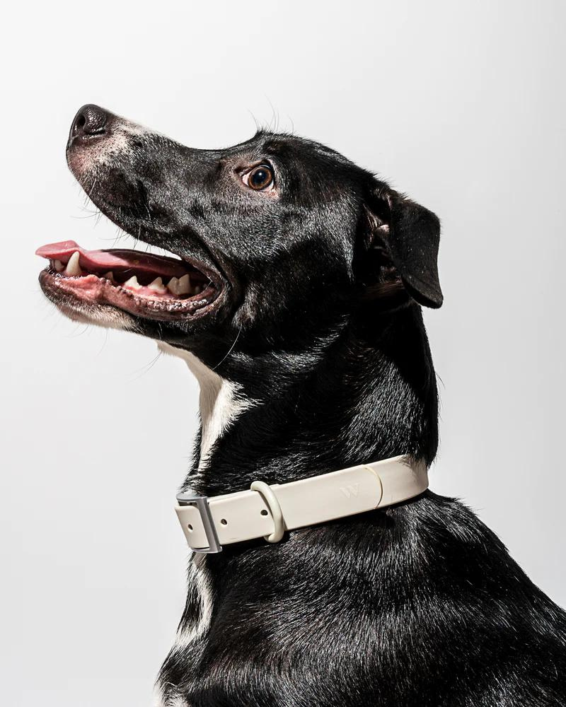 Modern Dog Collar in Gray WALK WILD ONE   