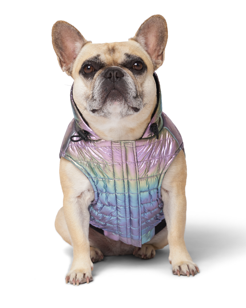 Shiny Puffer Dog Coat in Iridescent << FINAL SALE >> Wear CANADA POOCH   