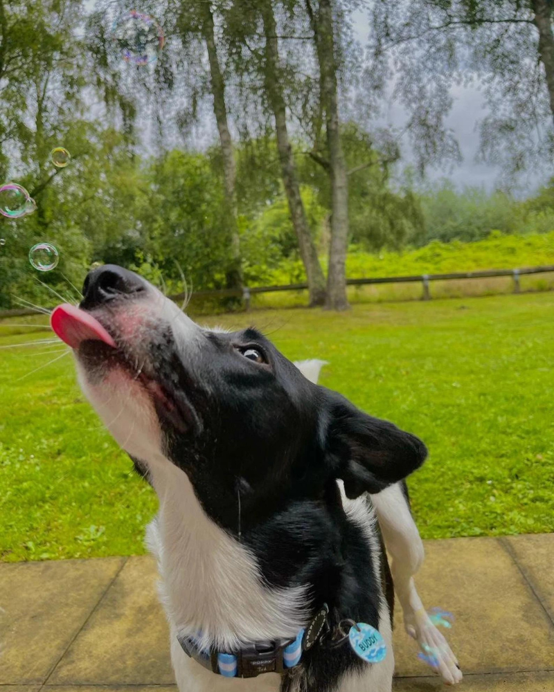 Smokey Bacon Dog Bubbles Eat MEATY BUBBLES   