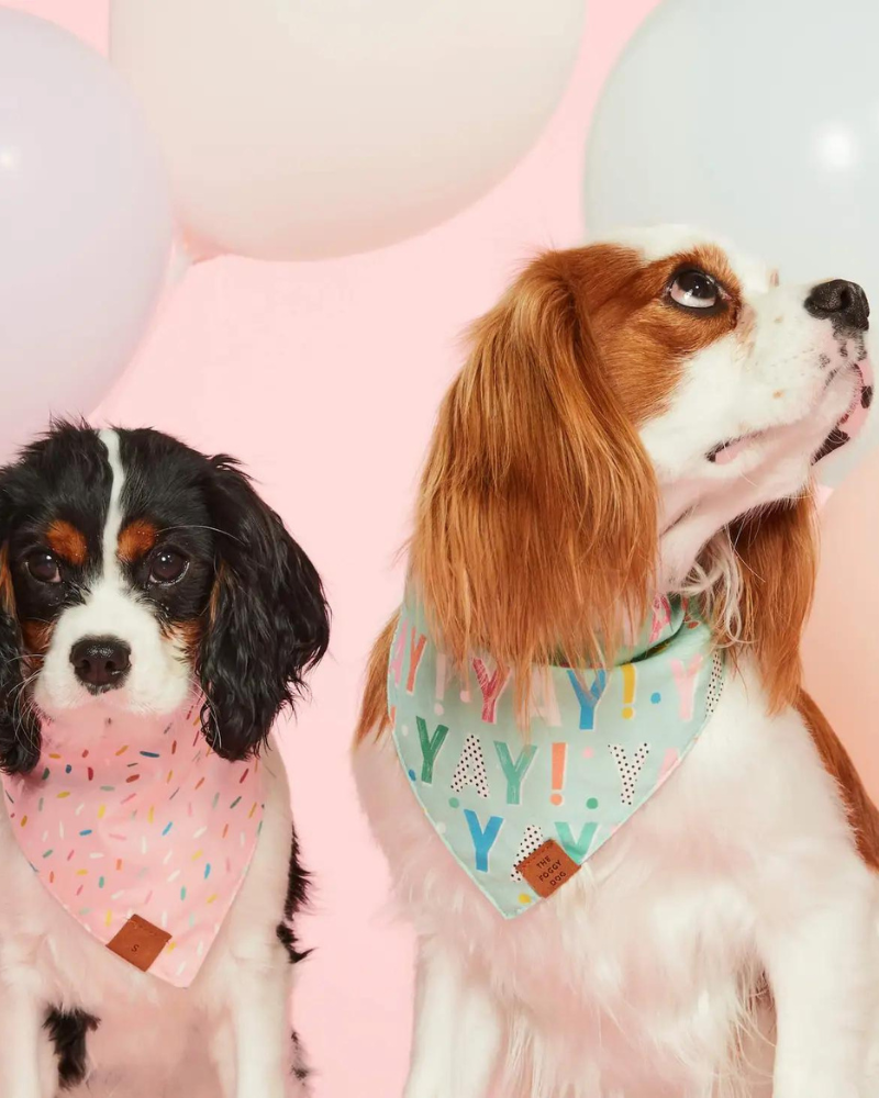 Yay Reversible Birthday Dog Bandana Wear THE FOGGY DOG   