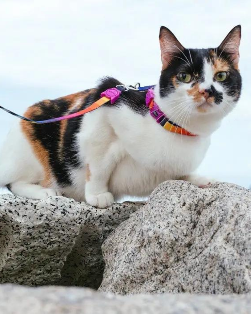 Prisma Cat Harness w/ Leash HOME ZEE.DOG   