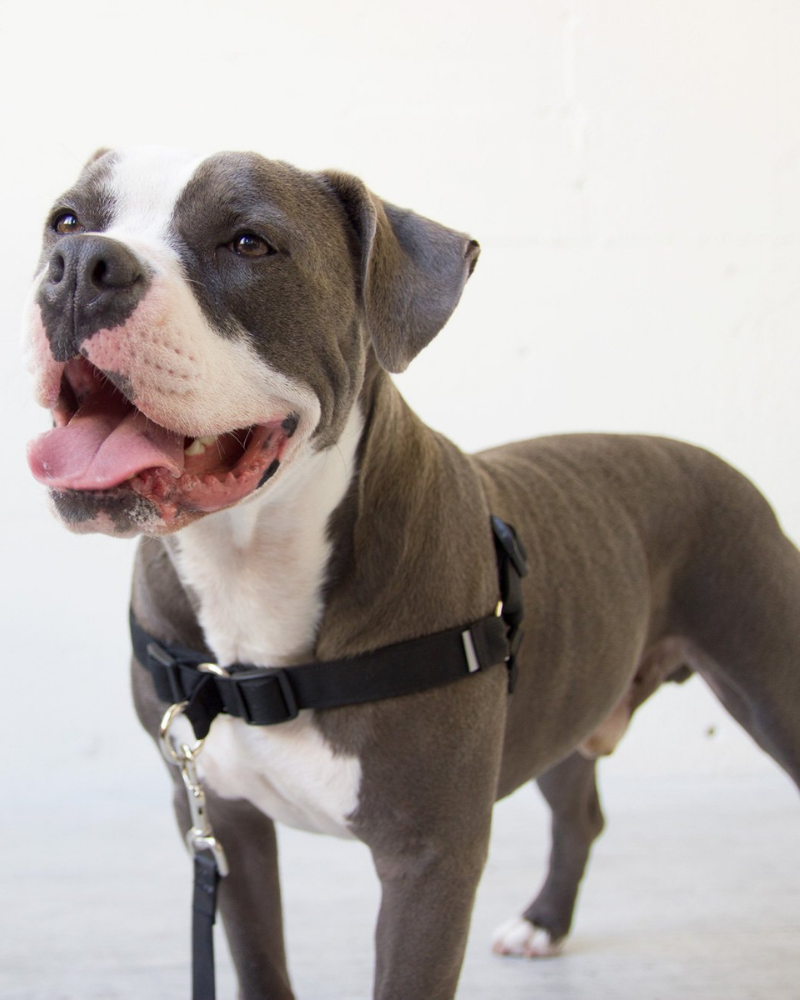 WILDEBEEST Linden No Pull Front Clip Dog Harness DOG