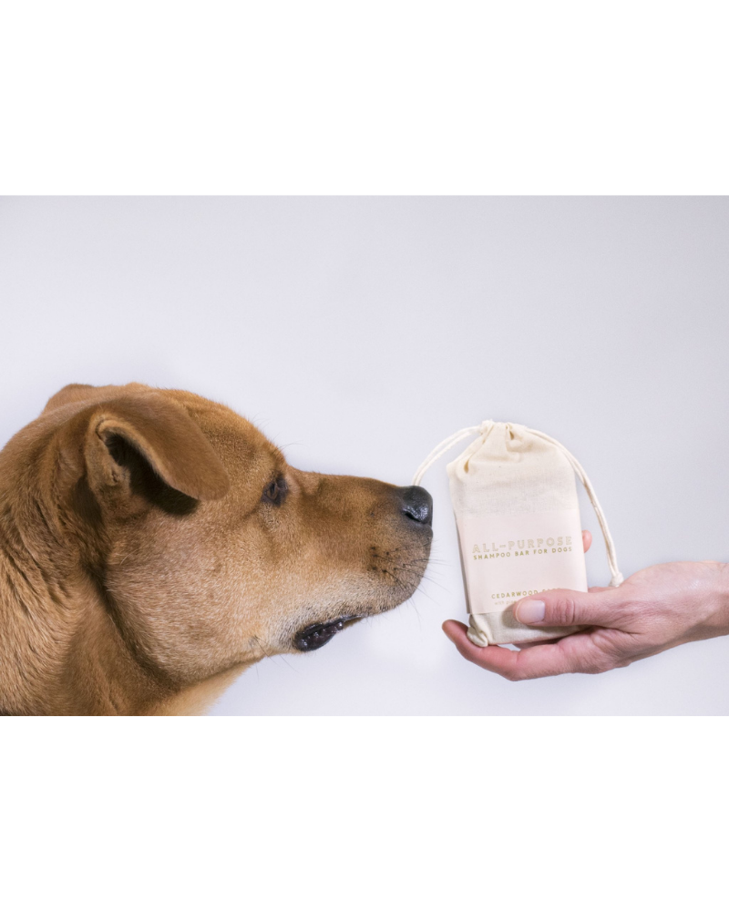 All-Purpose Bar Shampoo for Dogs << CLEARANCE >> HOME MAJOR DARLING   